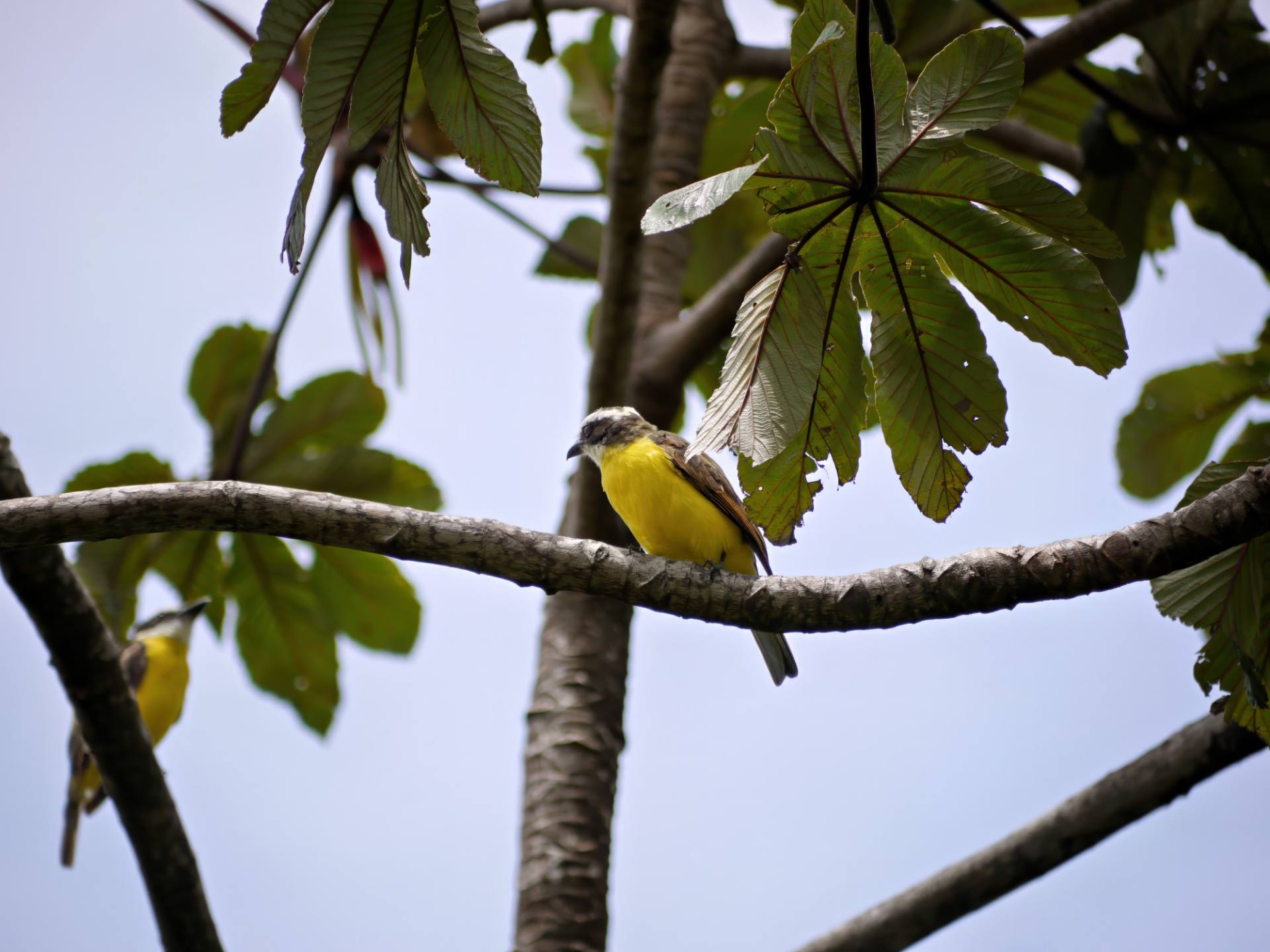 Rotscheitel-Maskentyrann
